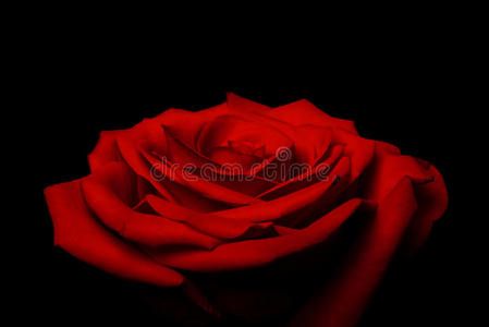 层层的爱情花瓣红玫瑰