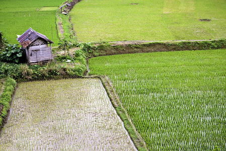 绿色水稻种植园