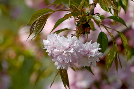 枝上的日本苹果花