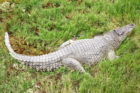 草丛中的鳄鱼照片