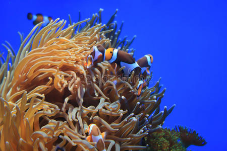 小丑鱼amphiprion clarkii