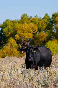 站在灌木丛里的黑安格斯母牛图片