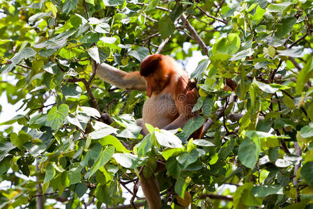 坐在树上的长鼻猴
