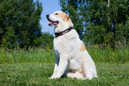 中亚牧羊犬