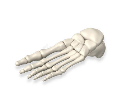 脚骨图片