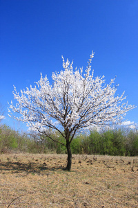 小樱花树