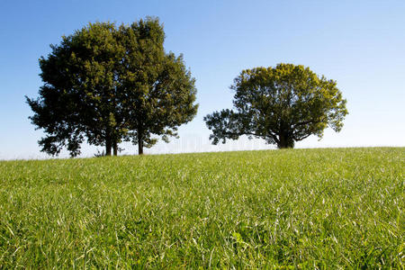 草地上的两棵树照片