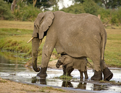 非洲象和婴儿
