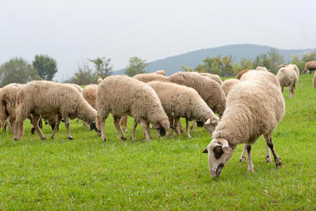 田野里的羊