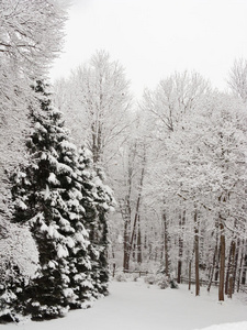 雪景。