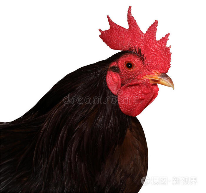红梳公鸡