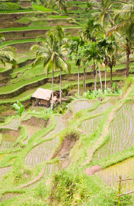 巴厘岛稻田图片