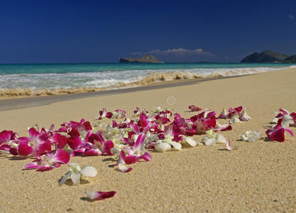 胡兰花夏威夷海滩上美丽的兰花摄影图