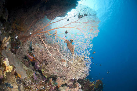 生活 目的地 风景 暗礁 多种 海的 五颜六色 莫利斯 西兰花