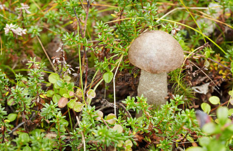 在森林蘑菇生长的苔藓中