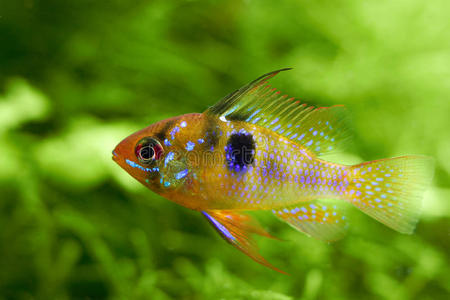 绿色背景的淡水水族馆鱼类照片