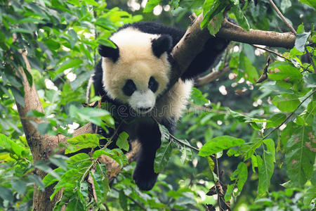 树上的大熊猫