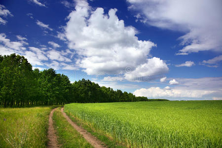 夏季景观