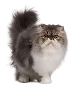 猫站立波斯猫,6个月大,站立照片