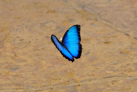 哥斯达黎加家园图片