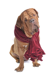 戴着红色围巾的大狗图片