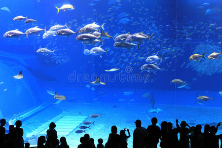 冲绳水族馆