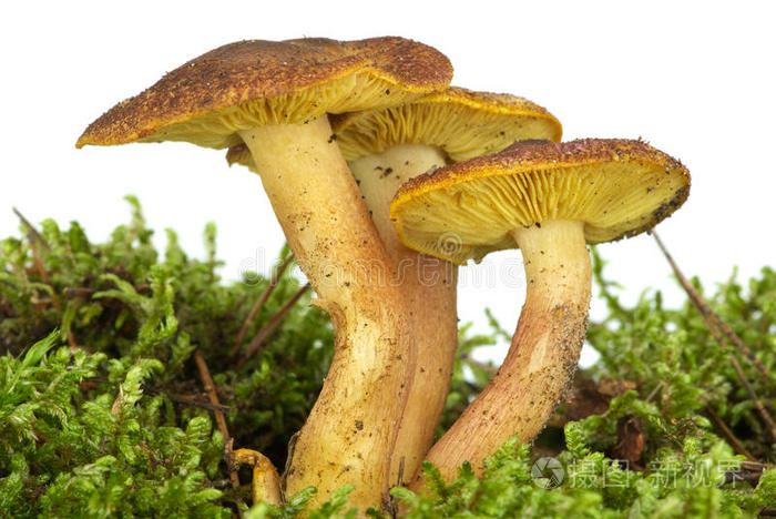 下载小样发票合同问题/举报蘑菇粉小蘑菇大桔黄色蘑菇