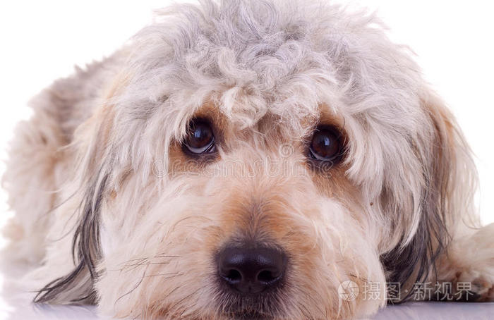 养古牧需要注意什么_萨摩耶好养吗还是泰迪好养_古牧好养么