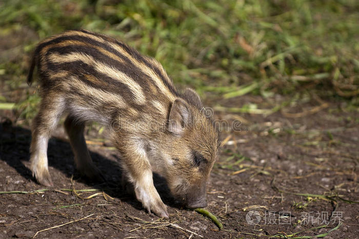 野猪宝宝