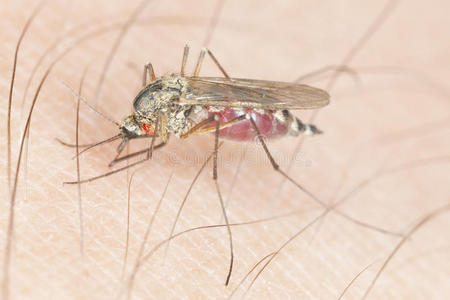 被蚊子吸血图片