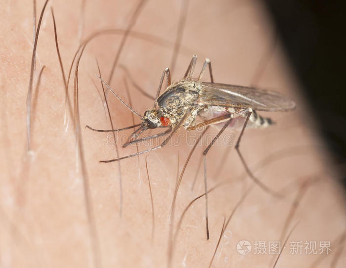 吸血寄生虫蚊子