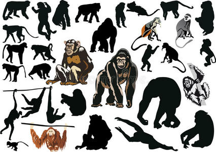 各种猴子的图片及名称图片