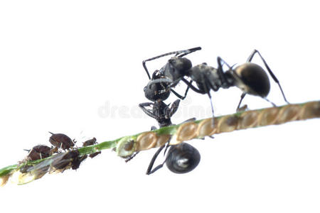 蚂蚁与蚜虫共生