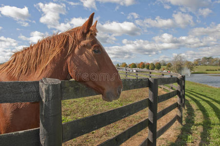 在农场篱笆后面警戒的马。