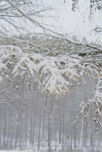 落叶松树枝上的雪图片