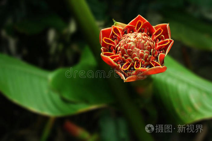 火炬姜花盛开照片 正版商用图片0jxzf6 摄图新视界