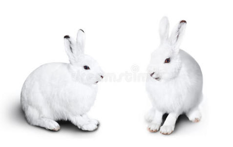 两只可爱的白兔
