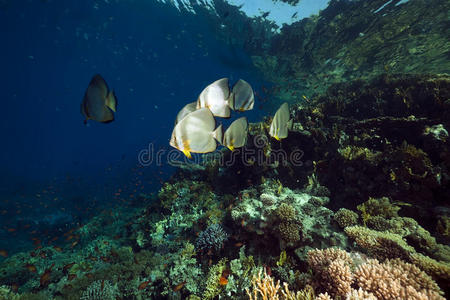 颜色 环境 埃及 珊瑚 殖民地 蝙蝠鱼 海的 达哈布 射线