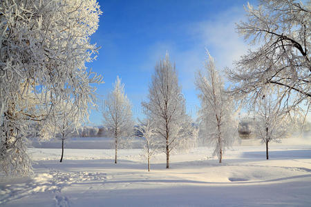 雪地里的树