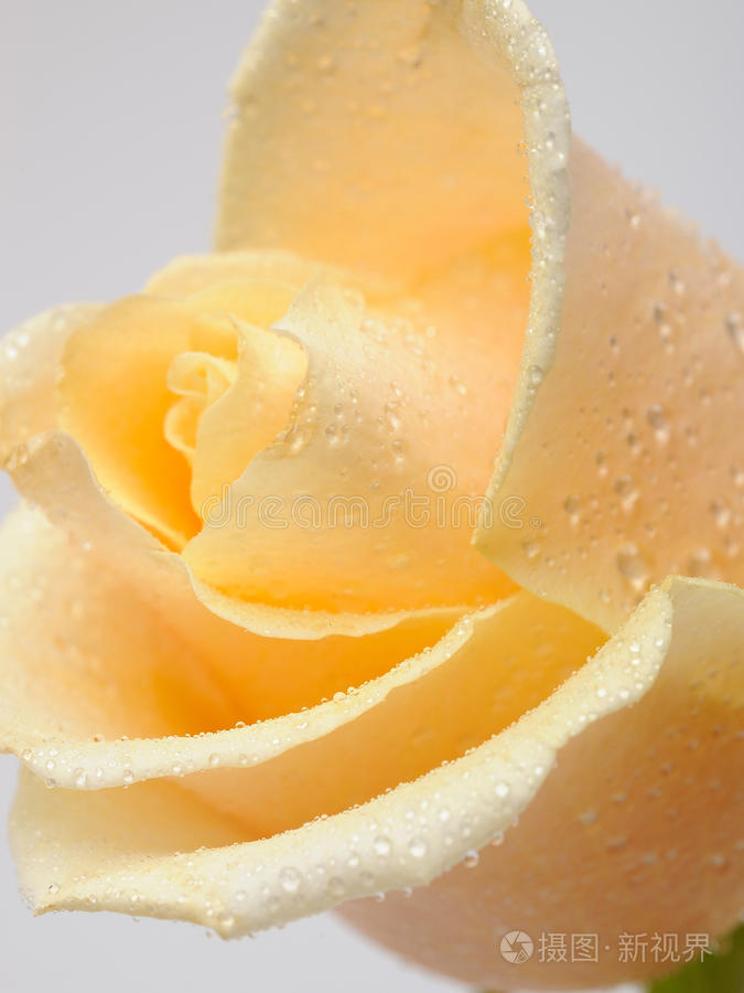 美丽的米色玫瑰花