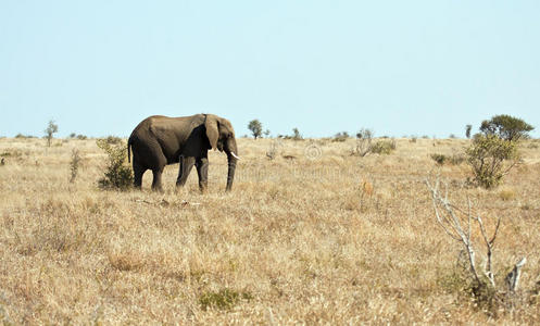 大象在干草原上行走