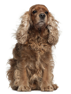 英国卷毛可卡猎犬照片