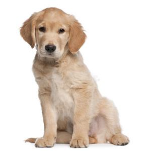 金毛猎犬,2个月大,坐着乞力马扎罗大象大象和狗坐在夏日的海滩上大象
