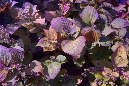 紫苏煎泥鳅紫苏叶照片