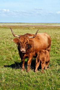 站在草地上的盖洛韦牛