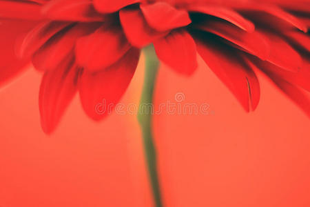 红底红花
