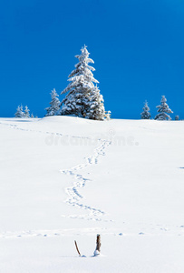 冬雪冷杉