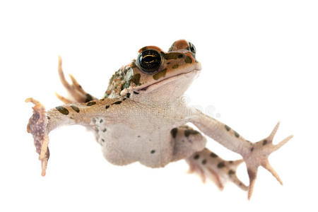 白底青蛙照片
