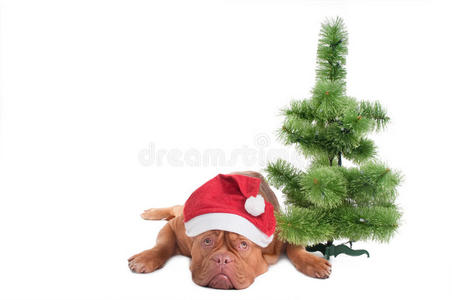 狗和圣诞树