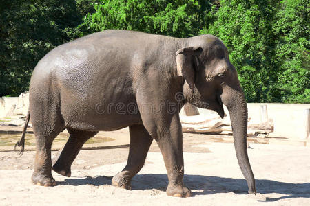 动物园里的大象图片